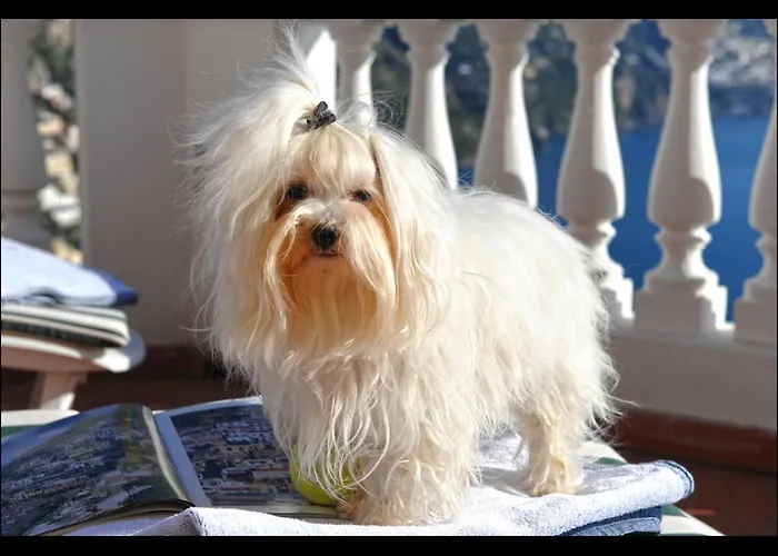 Briganti Seaview Terrace Bed & Breakfast