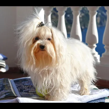 Briganti Seaview Terrace לינה וארוחת בוקר